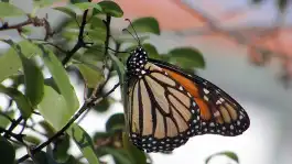 Monarch in Yard